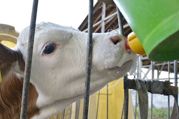 buzağı içme sütü yakın 