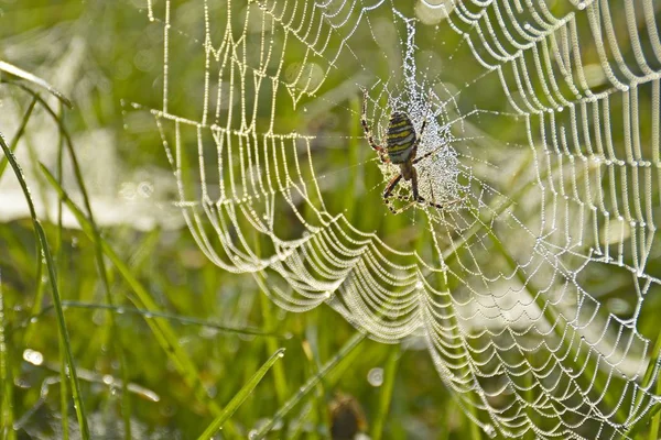 Toile Araignée Avec Gouttes Rosée Lever Soleil — Photo