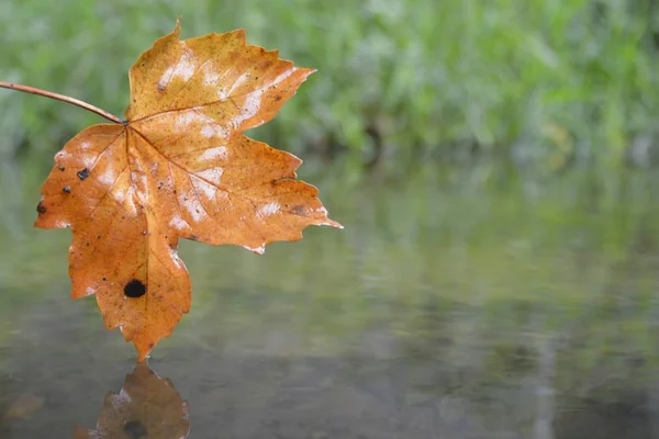 Een Herfst Blad Raakt Het Water — Stockfoto