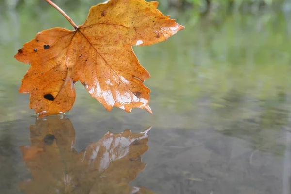 Een Herfst Blad Raakt Het Water — Stockfoto