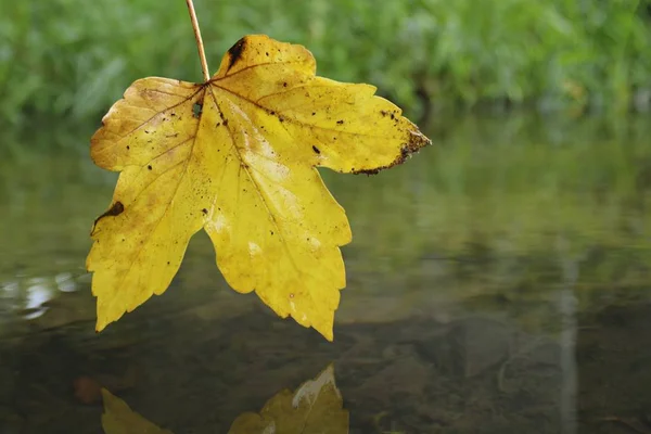 Een Herfst Blad Raakt Het Water — Stockfoto