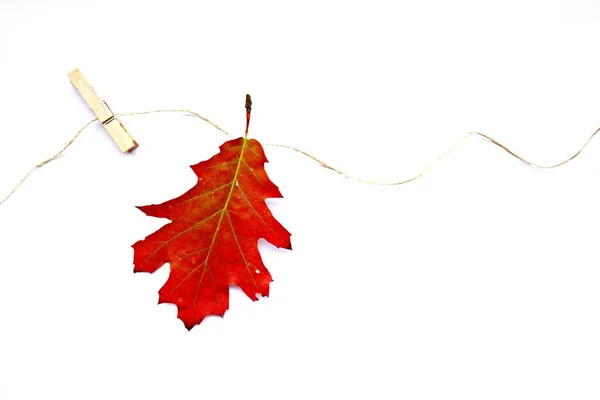 秋のカエデの葉クローズアップ — ストック写真