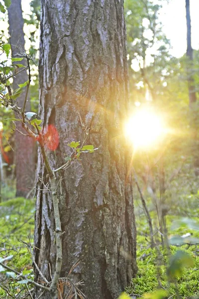 Nap Süt Egy Őszi Erdőben — Stock Fotó