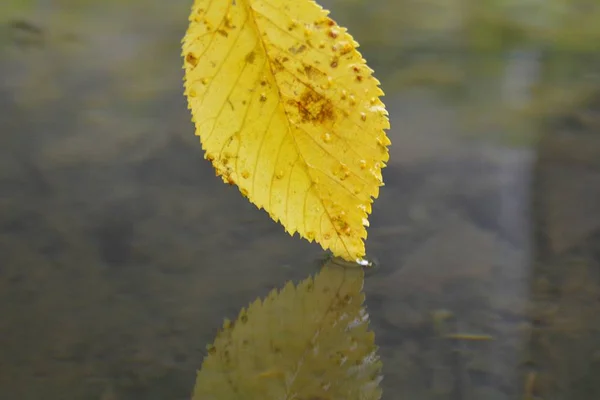 Een Herfst Blad Raakt Het Water — Stockfoto