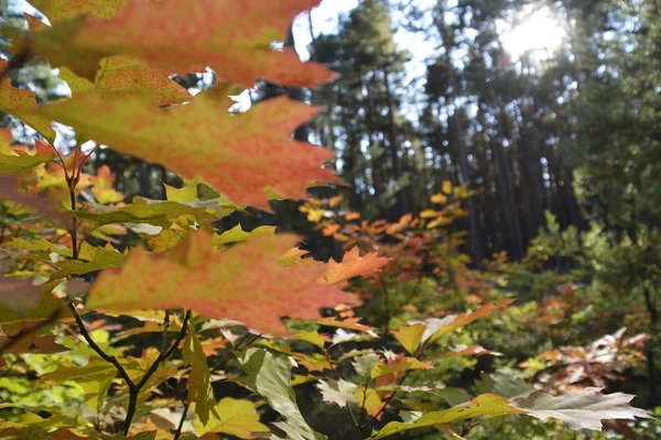 Kroon Van Een Herfst Kleurige Boom Voor Blauwe Hemel Een — Stockfoto