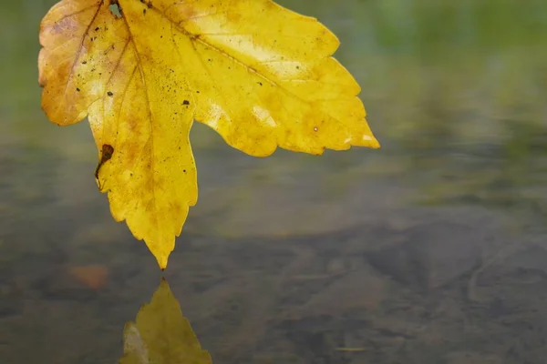 Jesienny Liść Dotyka Wody — Zdjęcie stockowe