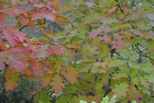 Herfst Gekleurde Boom Close — Stockfoto