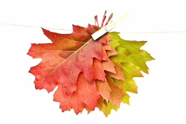 Folhas Outono Coloridas Fechar — Fotografia de Stock