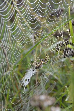 Gün doğumunda çiy damlaları ile Örümcek web