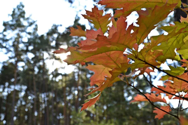 Couronne Arbre Couleur Automne Devant Ciel Bleu Par Une Journée — Photo