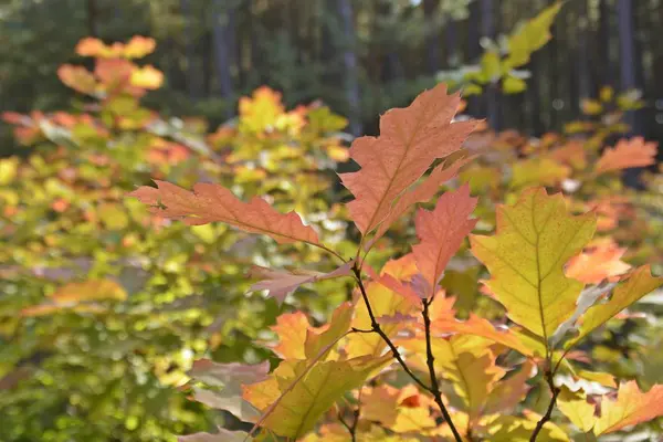 Couronne Arbre Couleur Automne Devant Ciel Bleu Par Une Journée — Photo