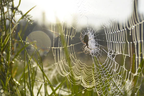 Spider web with dew drops in sunrise