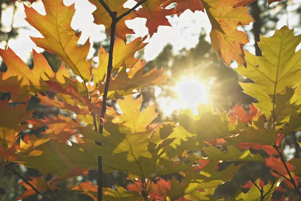 Corona Árbol Color Otoñal Frente Cielo Azul Día Soleado Otoño — Foto de Stock