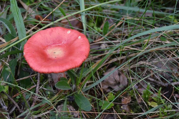 Mushroom Ground Forest — Stock Photo, Image