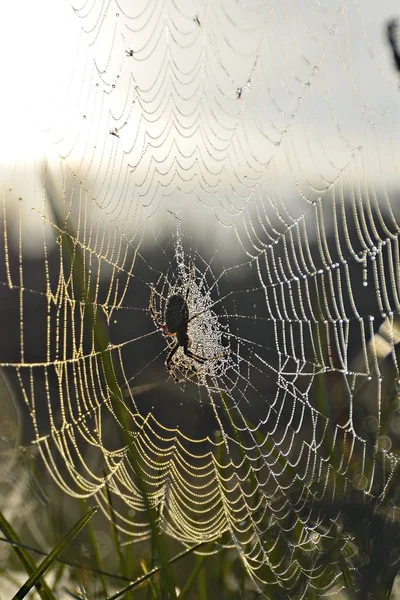 Toile Araignée Avec Gouttes Rosée Lever Soleil — Photo