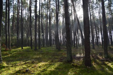 güneşli ormana yolu