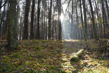 güneşli ormana yolu