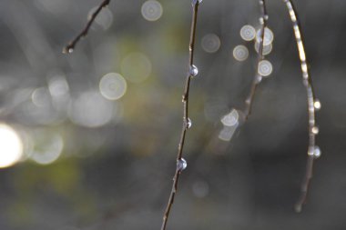 Sabah ormandaki dalda yağmur damlaları