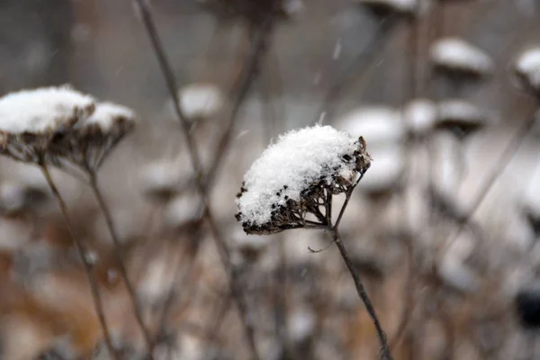 Vista Close Plantas Inverno Contra Fundo Desfocado — Fotografia de Stock