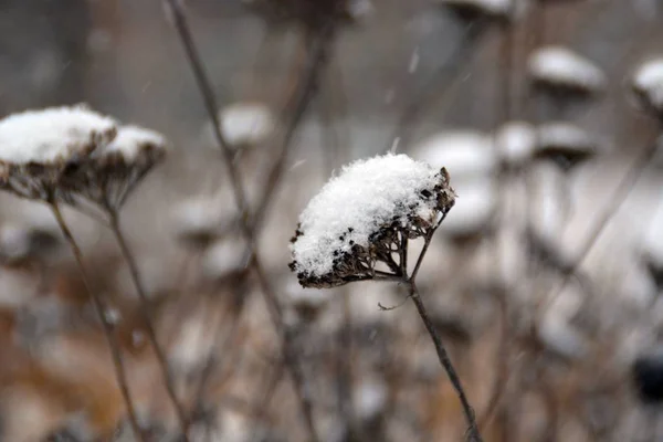 closeup view of winter plants against blurred background