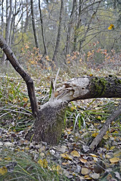 Een Gevallen Boom Heeft Een Hek Het Bos Verpletterd Weg — Stockfoto