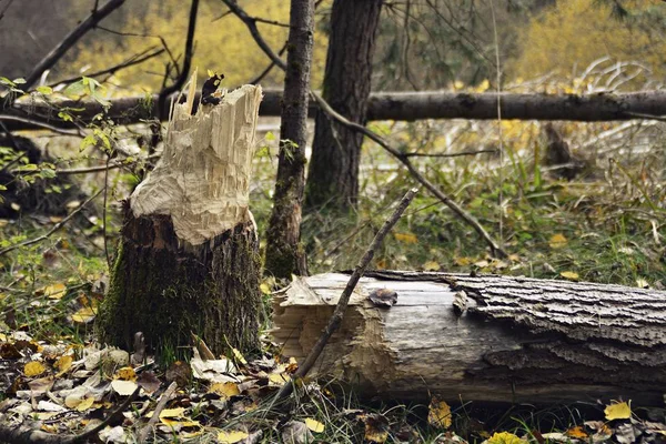 Een Gevallen Boom Heeft Een Hek Het Bos Verpletterd Weg — Stockfoto