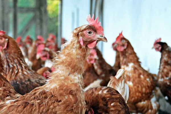 Muchos Pollos Marrones Área Exterior Gallinero Suelo Arenoso Foco Está — Foto de Stock