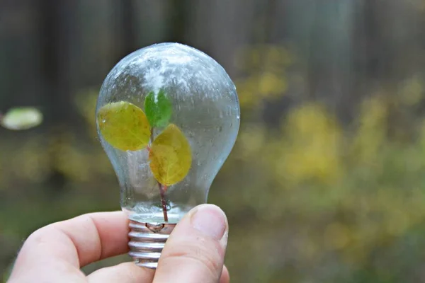 葉っぱが入った電球 — ストック写真