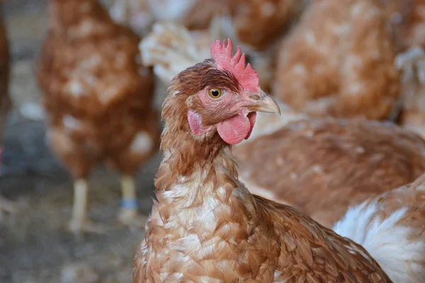 Banyak Ayam Coklat Daerah Luar Kandang Ayam Tanah Berpasir Fokusnya — Stok Foto