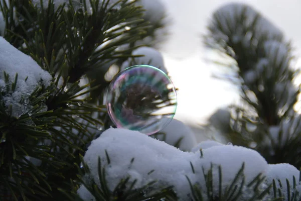 Frozen Soap Bubble Winter — Stock Photo, Image