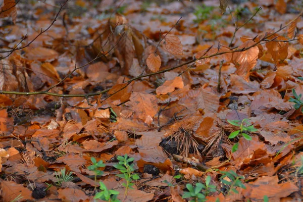 Closeup View Autumn Leaves Forest — Stock Photo, Image