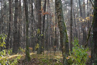 güneşli ormana yolu