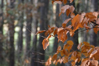 orman manzara karşı güzel sonbahar yaprakları manzara görünümü 