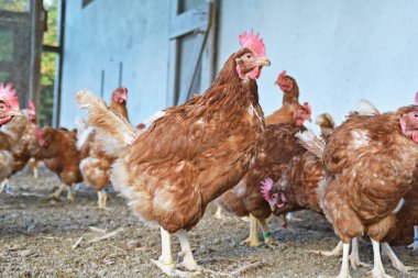 Kumlu toprak bir tavuk kümesi dışında bir alanda birçok kahverengi tavuk, odak bir tavuk başında