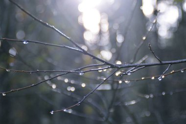 Sabah ormandaki dalda yağmur damlaları