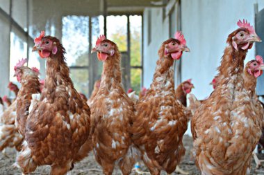 Kumlu toprak bir tavuk kümesi dışında bir alanda birçok kahverengi tavuk, odak bir tavuk başında