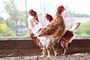 Kumlu toprak bir tavuk kümesi dışında bir alanda birçok kahverengi tavuk, odak bir tavuk başında