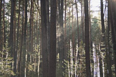 güneşli ormana yolu