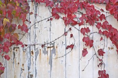 bir çit sonbahar yaprakları