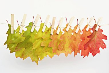 Yeşilden kırmızıya giden farklı renkler Sonbahar yaprakları 