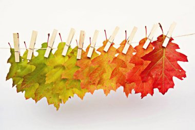 Yeşilden kırmızıya giden farklı renkler Sonbahar yaprakları 