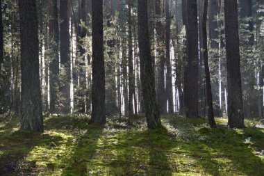 güneşli ormana yolu