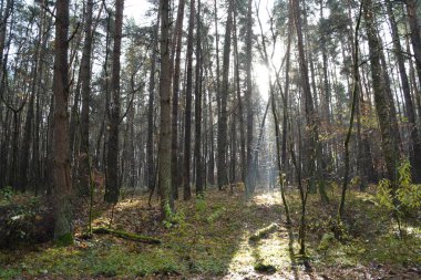 güneşli ormana yolu