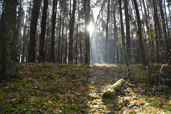 Camino Través Del Bosque Soleado — Foto de Stock