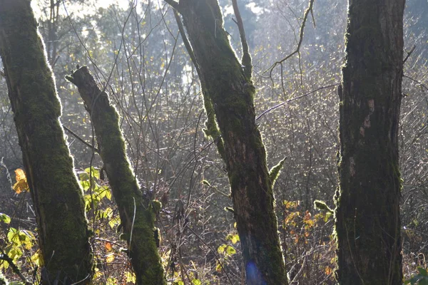 Forest Park Late Zomer Duitsland — Stockfoto