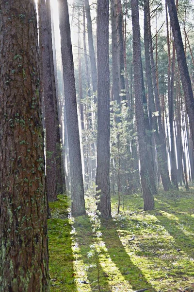 Väg Genom Skogen Soliga — Stockfoto