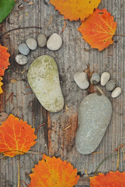 Сліди Каменів Осінньому Листяному Ґрунті — стокове фото