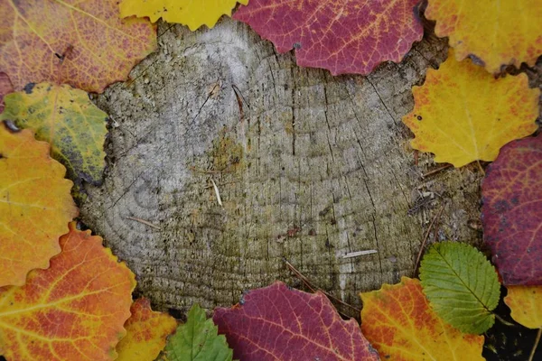 Bunte Herbstblätter Aus Nächster Nähe — Stockfoto