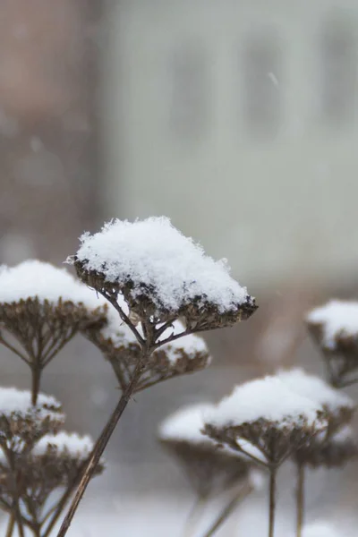 closeup view of winter plants against blurred background