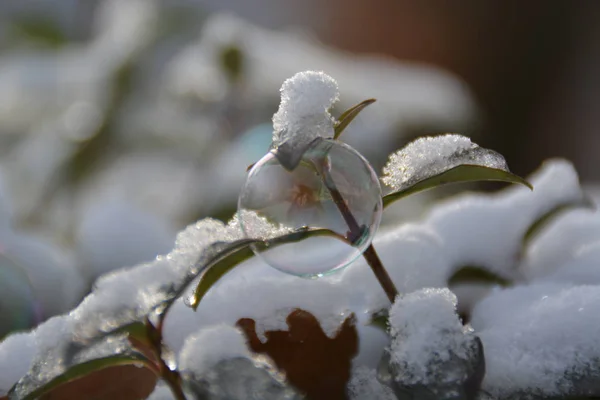 Bulle Savon Congelée Hiver — Photo